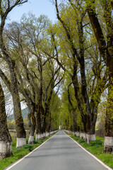 vertical view of a picturesque backcountry road lined with tall trees in springtime green color