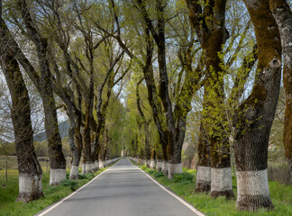 picturesque backcountry road lined with tall trees in springtime green color