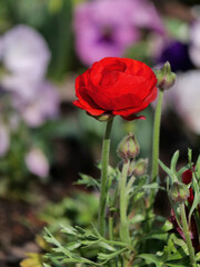 Obraz na płótnie Canvas Red flower