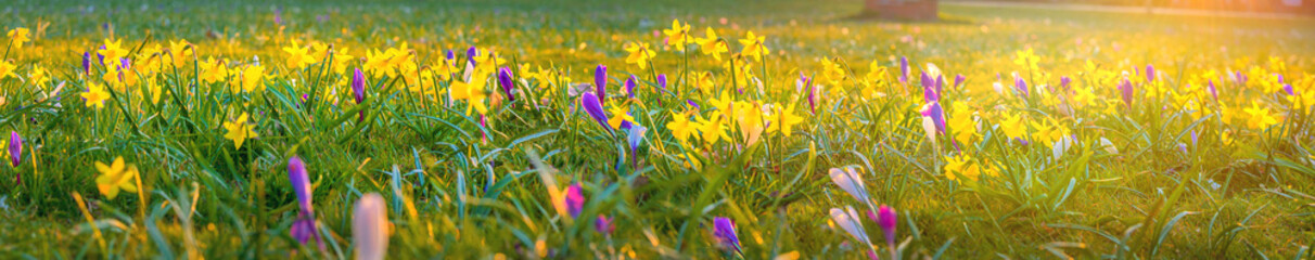 Spring background with flowering  yellow daffodils and violet crocus in early spring. Yellow...