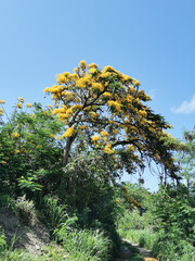 Arbre fleuri en Martinique