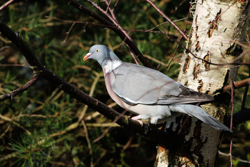 common wood pigeon perched on birch tree branch 