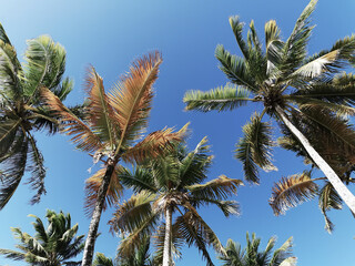 Palmiers sur plage en Martinique