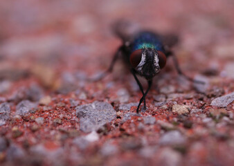 Brightly coloured fly