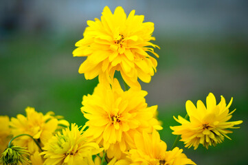 beautiful big bouquet of yellow flowers. pick flowers in the garden. Good morning on a sunny day in the garden. Greeting card with natural flower background. 