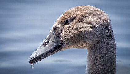 Cygnet on the lake with dripping beak