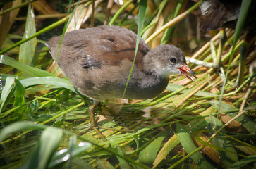 Baby bird in the reeds