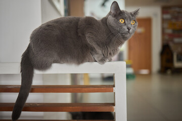 cat lying down on wooden table looking at camera.