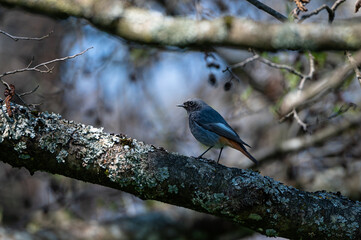 Phoenicurus ochruros - Black Redstart - Rougequeue noir