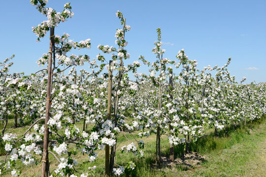 apple blossom on the tree in orchard.