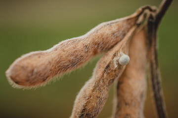 close up of a soybean, macro