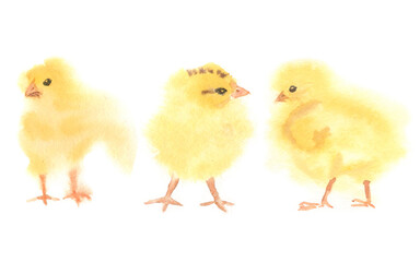 Cute chicks on a white background in watercolor. Easter illustration