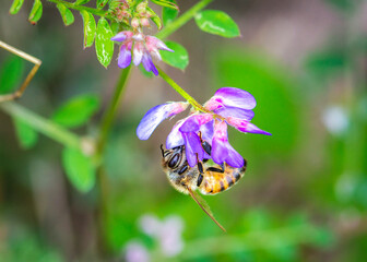 Western Honey Bee on Slender Vetch along the Shadow Creek Ranch Nature Trail in Pearland, Texas!