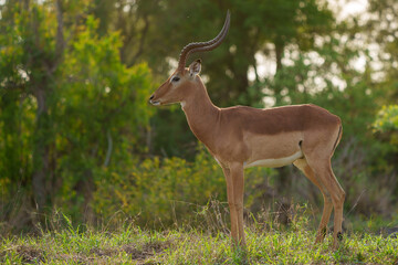 Naklejka na ściany i meble Impala (Aepyceros melampus) male. Mpumalanga. South Africa.
