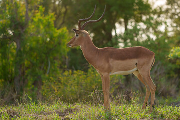 Impala (Aepyceros melampus) male. Mpumalanga. South Africa.