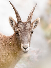 Steingeiß im Naturpark Alpenland, Steiermark, Österreich (Capra Ibex)