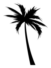 beach tree palm silhouette