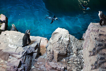 penguins frolic in a large turquoise aquarium
