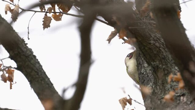 European Green Woodpecker on tree, male (Picus Viridis) - (4K)