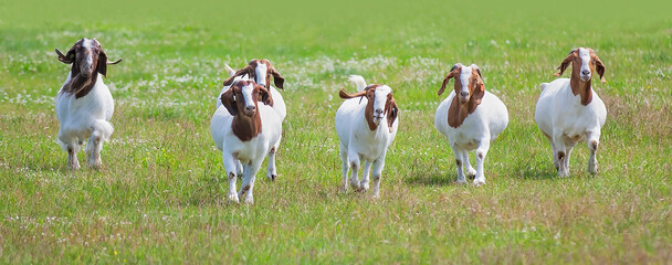 Boer goats with horns walking through the farm field in Canada - 497075734