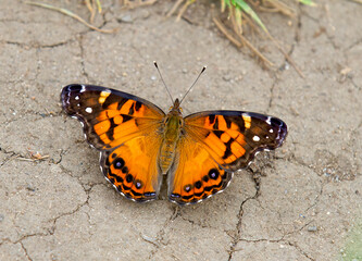 Obraz na płótnie Canvas American Painted lady butterfly with wings open
