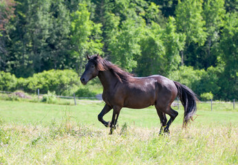 Fototapeta na wymiar Black stallion running through the field in a rural meadow in Quebec, Canada