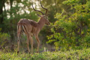 Impala (Aepyceros melampus) male. Mpumalanga. South Africa.