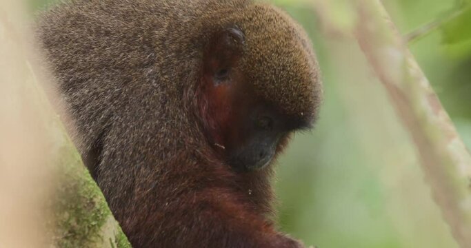 Dusky Titi Monkey eating fruit sitting in branches and moves away