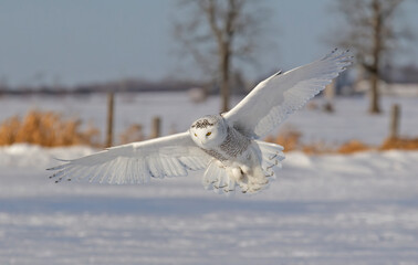 Snowy owl (Bubo scandiacus) flying low and hunting over a snow covered field in Ottawa, Canada