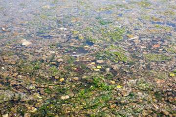 The shallow and blooming lake is littered with household garbage.Ecological catastrophe concept of environmental protection.