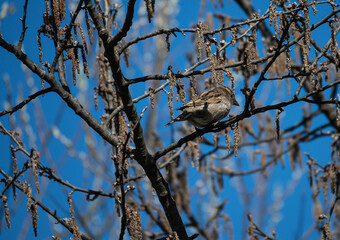 A sparrow sits on a tree branch. The bird among the budding branches, in