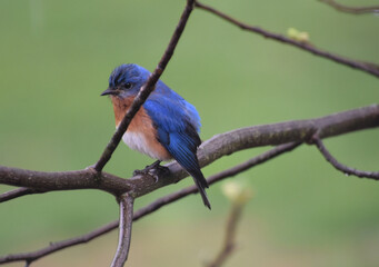 Bluebird