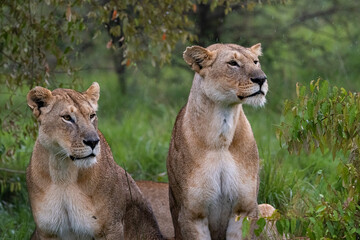 two lionesses sitting in the rain