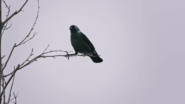 Crow on a Tree Branch