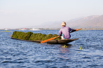 Back view of Burmese man crouching and paddling in boat full of water hyacinth harvested, Inle Lake, Myanmar