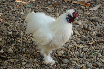 Close up White Chicken, White Silkie Bantam