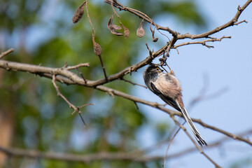 long-tailed tit on dry branch in early Spring