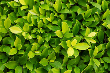 Green leaf background. Leaves texture.