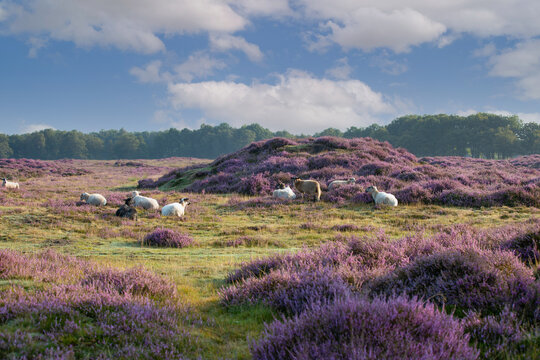 Landscape Gasterse Duinen near the village of Gasteren in the Dutch province of Drenthe with herd of sheep and fowering Heather plants, trees, grasses, hills and blue sky with cumulus clouds