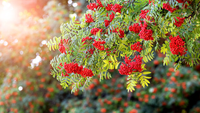 Red rowan berries in summer on a tree
