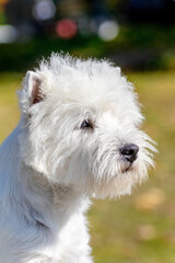 Shaggy dog breed west highland white close up in the park in sunny weather