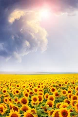 Poster Field with yellow sunflowers and picturesque cloudy sky over the field © Volodymyr