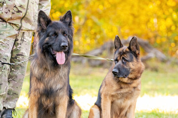 Two dogs of the German Shepherd breed near their owner