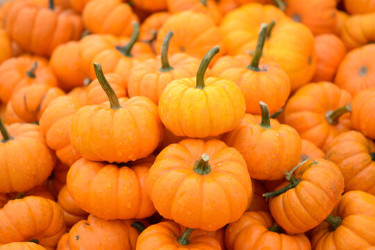 mini pumpkins