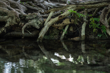 Tree roots lay down on water i swamp lake