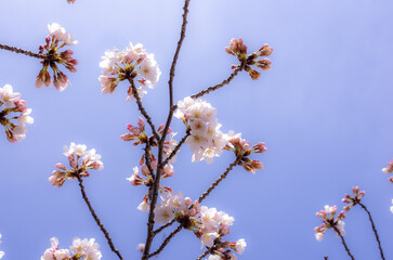 桜