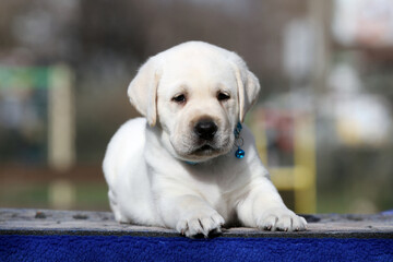 a sweet nice yellow labrador puppy on the blue background