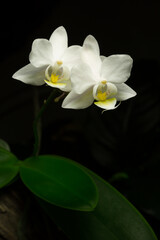 Vertical close up of a white Phalaenopsis orchid flower growing on a branch with a black background.