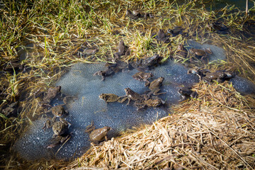 Polish Tatry mountains landscape