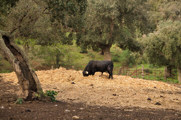 Brave bulls of black color and sharp horns grazing in the middle of the field. Concept livestock,...